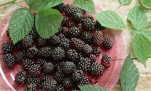 ɣ�صĹ�Ч ��ɣ�صĽ�������Щ